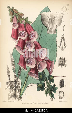 Purple Fingerhut, Digitalis purpurea. Papierkörbe Lithographie von Hanhart nach einem botanischen Abbildung von David Blair von Robert Bentley und Henry Trimen von Heilpflanzen, London, 1880. Stockfoto