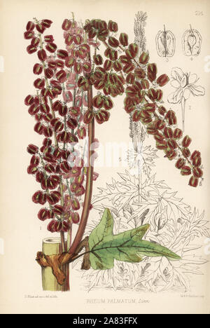 Chinesischer Rhabarber, sharamoto, djumtsa oder da-huang, Rheum Palmatum. Papierkörbe Lithographie von Hanhart nach einem botanischen Abbildung von David Blair von Robert Bentley und Henry Trimen von Heilpflanzen, London, 1880. Stockfoto