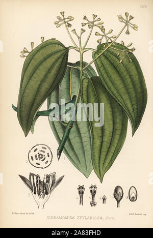 Zimt (Cinnamomum zeylanicum Cinnamomum verum). Papierkörbe Lithographie von Hanhart nach einem botanischen Abbildung von David Blair von Robert Bentley und Henry Trimen von Heilpflanzen, London, 1880. Stockfoto