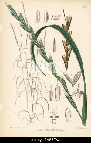 Bärtige Unkraut, Lolium temulentum. Papierkörbe Lithographie von Hanhart nach einem botanischen Abbildung von David Blair von Robert Bentley und Henry Trimen von Heilpflanzen, London, 1880. Stockfoto