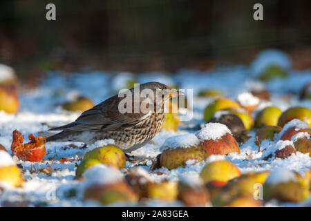 Wacholderdrossel, Turdus pilaris, Norfolk, Großbritannien Stockfoto