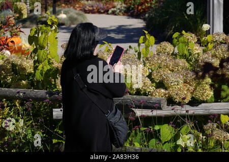 Boothbay, ME/USA - Oktober 19, 2019: Frau nimmt closeup Fotos von Blumen mit Ihrem Mobiltelefon Stockfoto