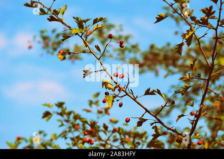 Reif Weißdorn-Beeren auf einem Busch in den Wald an einem sonnigen Tag Stockfoto