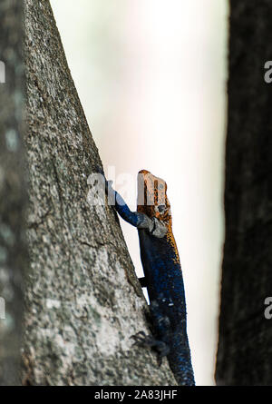 Agamidae, Agama Lizard im Murchison Nationalpark, Uganda, Afrika Stockfoto