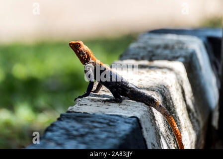 Agamidae, Agama Lizard im Murchison Nationalpark, Uganda, Afrika Stockfoto