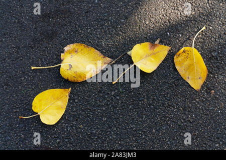 Herbst oder Fallen, 4 gefallenen gelbe Blätter auf einer asphaltierten Straße oder Pflaster. Querformat. Stockfoto