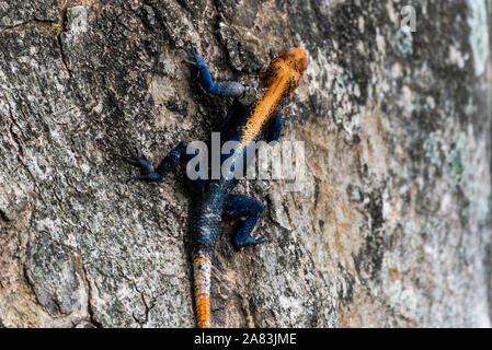 Agamidae, Agama Lizard im Murchison Nationalpark, Uganda, Afrika Stockfoto