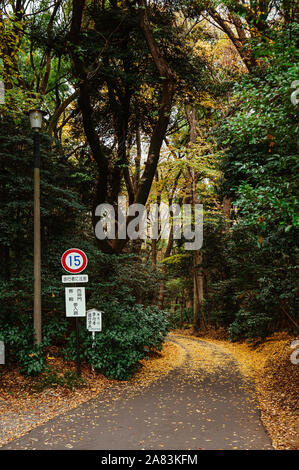 DEC 5, 2019 Tokyo, Japan - Herbst gelb Ginkgo Laub und kleine leere Straße in üppigen, grünen Wald am Meiji Jingu-Schrein Park bedeckt - Zu Stockfoto