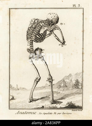 Menschliches Skelett von hinten betrachtet, in einer schmerzhaften Stellen. Kupferstich von Robert Benard nach einer Illustration von Andreas Vesalius von Denis Diderots Enzyklopädie, Pellets, Genf, 1779. Stockfoto