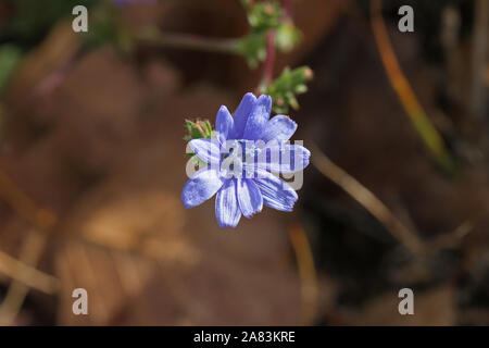 Blau, gemeinsame Wegwarte Cichorium intybus Blume Latein aus dem Löwenzahn Familie in einer Wiese in Colfiorito Naturschutzgebiet im Herbst oder fallen Umbrien Italien Stockfoto