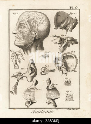 Abbildung der Ohr-Anatomie Stockfotografie - Alamy