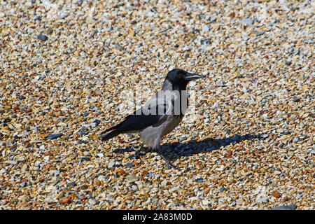 Nebelkrähe Nebelkrähe lateinischen Corvus cornix in der Familie Corvidae am Strand im Frühjahr in Italien in die Kamera schaut sehr intelligente Vögel Stockfoto