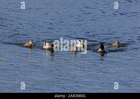 Drei paar Stockenten männlichen und weiblichen Enten lateinischer Name Anas platyrhynchos Familie Entenvögel schwimmen in einem See in Porto Potenza Picena in Italien Stockfoto