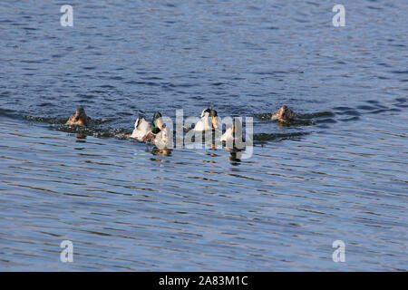 Drei paar Stockenten männlichen und weiblichen Enten lateinischer Name Anas platyrhynchos Familie Entenvögel schwimmen in einem See in Porto Potenza Picena in Italien Stockfoto