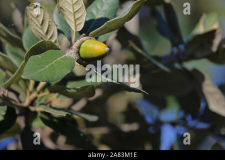 Steineiche oder Holly oak leaf und Eicheln in Italien lateinisch Quercus ilex seine Blätter sind sehr ähnlich zu Holly hinterlässt einen Baum native auf den Mittelmeerraum Stockfoto