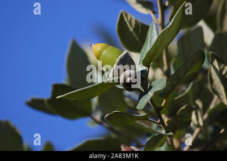 Steineiche oder Holly oak leaf und Eicheln in Italien lateinisch Quercus ilex seine Blätter sind sehr ähnlich zu Holly hinterlässt einen Baum native auf den Mittelmeerraum Stockfoto