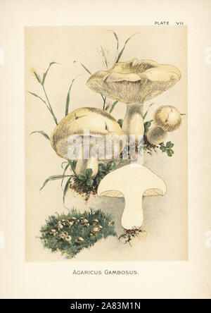 St. George's Pilz, Calocybe gambosa (Agaricus gambosus). Chromolithograph nach einem botanischen Abbildung von William Hamilton Gibson aus seinem Buch Unsere essbare Fliegenpilze und Pilze, Harper, New York, 1895. Stockfoto