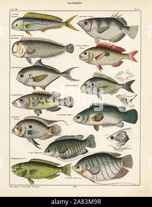 Goldmakrele, Coryphaena hippurus, Pearly Razorfish, Xyrichthys pendactylus, Atlantic butterfische, Brama raii, Kuckuck Lippfisch, Labrus vetula, pearl-Spot chromis, Chromis punctatus, palecheek Papageienfische, Scarus viridis, Banded archerfish, Toxotes jaculator, gestromt picarel, Maena vulgaris, Goldbrasse, Sparus aurata, Klettern, Zander, Anabas scandens, colisa, Polyacanthus colisa, und riesige Gurami, Osphromenus olfax. Lithographie von Universal natürlichen von Lorenz oken Geschichte, Allgemeine Naturgeschichte Fell alle Stande, Stuttgart, 1841. Stockfoto