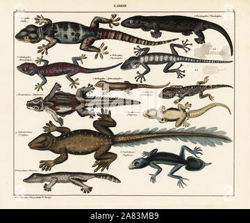 Stellagama Stellion, stellio, Rübe-tailed Gecko, Thecadactylus rapicauda, Gecko, Hemidactylus Arten, flying Geckos Ptychozoon horsfieldii, Lichtenstein, der kurz-fingered Gecko, Stenodactylus sthenodactylus, Flachbild-tail Gecko, Hemidactylus platyurus, Blatt-tail Gecko, Uroplatus fimbriatus, Rhacoessa Arten, und Südlichen leaf-tail Gecko, Phyllurus platurus. Lithographie von Universal natürlichen von Lorenz oken Geschichte, Allgemeine Naturgeschichte Fell alle Stande, Stuttgart, 1841. Stockfoto