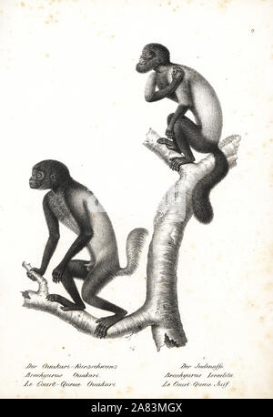 Black-headed, uakari Cacajao melanocephalus ouakari ouakary (Brachyurus) und braun-backed bearded Saki, Chiropotes israelita israelita (Brachyurus). Von Karl Joseph Brodtmann von Heinrich Rudolf Schinz illustrierte Naturgeschichte der Tiere, Zürich, 1827 Lithographie. Stockfoto