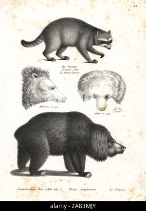 Waschbär, Procyon Lotor 1 und Faultiere, Melursus Ursinus, 2 anfällig und Leiter von Alten und Jungen tragen. Von Karl Joseph Brodtmann von Heinrich Rudolf Schinz illustrierte Naturgeschichte der Menschen und der Tiere, 1836 Lithographie. Stockfoto