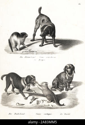 Zeiger, Canis avicularius, Dackel, Canis vertagus und Basset Hound, alle Rassen von Canis Lupus Familiaris. Von Karl Joseph Brodtmann von Heinrich Rudolf Schinz illustrierte Naturgeschichte der Menschen und der Tiere, 1836 Lithographie. Stockfoto