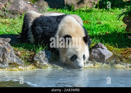 Panda Trinkwasser, stehend auf dem Gras Stockfoto