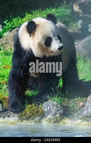 Panda Trinkwasser, stehend auf dem Gras Stockfoto