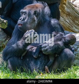 Gorilla, Affe, Frauen sitzen im Gras, Porträt eines großen Ape mit Baby Stockfoto