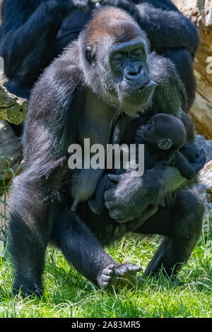 Gorilla, Affe, Frauen sitzen im Gras, Porträt eines großen Ape mit Baby Stockfoto