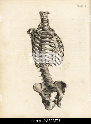 Vorderansicht des menschlichen Stamm Skelett einschließlich der Wirbelsäule, Rippen und Becken. Kupferstich von Edward Mitchell nach einem anatomischen Illustration von jean-joseph Suefrom John Barclay ist eine Reihe von Stichen des menschlichen Skeletts, MacLachlan und Stewart, Edinburgh, 1824. Stockfoto