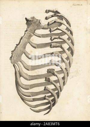 Rippen und Brustbein im menschlichen Brustkorb. Kupferstich von Edward Mitchell nach einem anatomischen Illustration von jean-joseph Sue von John Barclay ist eine Reihe von Stichen des menschlichen Skeletts, MacLachlan und Stewart, Edinburgh, 1824. Stockfoto