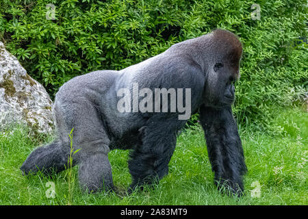 Gorilla, Affe, dominierenden Männlichen im Gras sitzen, lustige Haltung Stockfoto