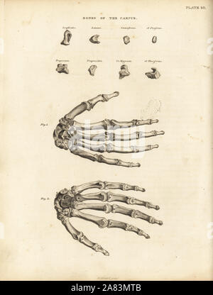 Knochen des Karpus, Mittelhand und Finger in die menschliche Hand. Kupferstich von Edward Mitchell nachdem eine anatomische Abbildung kann von John Barclay's eine Reihe von Stichen des menschlichen Skeletts, MacLachlan und Stewart, Edinburgh, 1824. Stockfoto