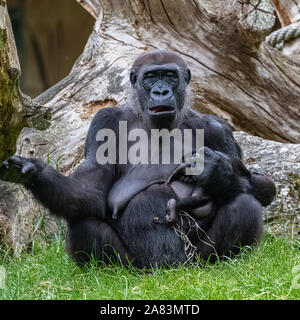 Gorilla, Affe, Frauen sitzen im Gras, Porträt eines großen Ape mit Baby Stockfoto