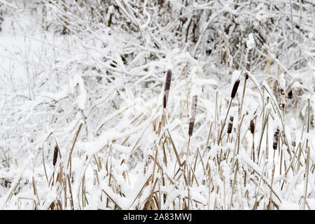 Trockenes Schilf bedeckt im Schnee An einem Wintertag Stockfoto