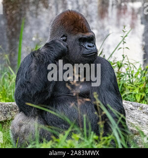 Gorilla, Affe, dominierenden Männlichen im Gras sitzen, lustige Haltung Stockfoto