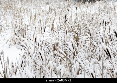 Trockenes Schilf bedeckt im Schnee An einem Wintertag Stockfoto