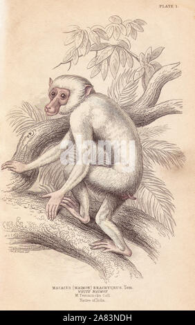 Moor Makaken, Macaca maura (Macacus maimon Brachyurus). Weiß Maimon, geglaubt, ein Albino juvenile zu sein. Papierkörbe Stahlstich von Lizars nach einer Illustration von Charles Hamilton Smith von William Jardine's Naturalist's Library, Edinburgh, 1843. Stockfoto