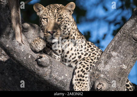 Schönen männlichen Leopard (panthera pardus) ruhen in Wurst Baum in herrlichem Sonnenschein. Moremi NP (2. Brücke) Stockfoto