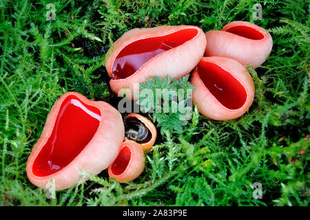 Die bunten Sarcoscypha austriaca, oder der Scarlet Elf Cup, mit einem schlafenden Leopard Slug, Limax maximus eingerollt im Inneren. Stockfoto