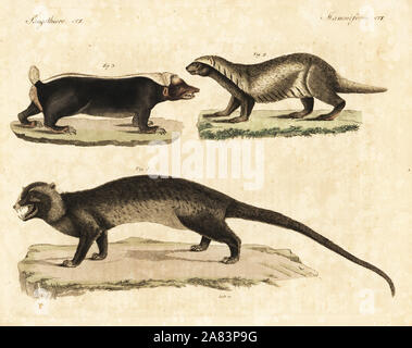 Asiatische Palm civet, Paradoxurus hermaphroditus 1, größere Graubünden, Galictis Vittata 2 und Sunda stink Badger, Mydaus javanensis 3. Papierkörbe Kupferstich von Theodor Goetz aus Johann Friedrich Bertuch's Bilderbuch pelz Kinder (Bilderbuch für Kinder), Weimar, 1823. Stockfoto