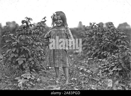 Laura Petty, eine 6 Jahre alte Berry picker auf Jenkins Farm. Ich bin nur beginnin'. Zwei Boxen gestern leckte, Juni 1909 Stockfoto