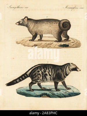 Asiatische Fleckenmusang, Paradoxurus Hermaphroditus 1 und afrikanischer Civet, Civettictis Civetta 2. Handkoloriert Kupferstich von Friedrich Johann Bertuch Bilderbuch Fur Kinder (Bilderbuch für Kinder), Weimar, 1823. Stockfoto