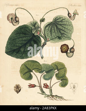 Dutchman's Pipe, Aristolochia Macrophylla 1 und Asarabacca, Asarum Europaeum 2. Handkoloriert Kupferstich von Friedrich Johann Bertuch Bilderbuch Fur Kinder (Bilderbuch für Kinder), Weimar, 1823. Stockfoto