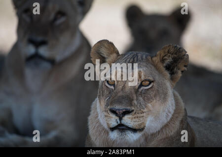 Porträt einer Löwin (Panthera leo) mit anderen Lions im Hintergrund, im Moremi NP (xini Lagune), Botswana Stockfoto