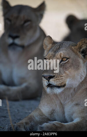 Porträt einer Löwin (Panthera leo) mit anderen Lions im Hintergrund, im Moremi NP (xini Lagune), Botswana Stockfoto