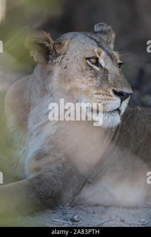 Porträt einer Löwin (Panthera leo) mit anderen Lions im Hintergrund, im Moremi NP (xini Lagune), Botswana Stockfoto