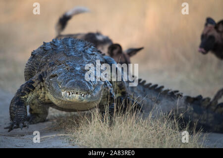 Afrikanische Wildhunde (Lycaon pictus) Teasing eine sehr aggressive Krokodil im Moremi NP (Khwai River), Botswana Stockfoto