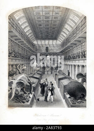 Dinosaurier Fossilien und zoologische Skelette auf das Hunterian Museum, Royal College der Chirurgen. Stahlstich von E.Radclyffe nach einer Illustration von Thomas Hosmer Shepherd aus London Interieur, ihre Kostüme und Zeremonien, Joshua Mead, London, 1841. Stockfoto